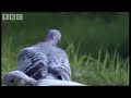 watch a brilliant in flight race between the mighty peregrine falcon and the humble pigeon. brilliant short animal video from bbc wildlife show animals: the inside story.