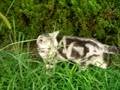 猫・ルンルンひたすら歩くの