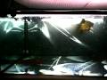 高背金  橙點魟 開餐 Dinner time for HBRTG and Motoro Rays