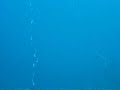 Thresher shark at Monad Shoal