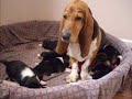 Pups