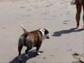 Bulldog Inglés video