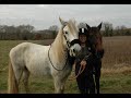 jipsi-eglantine jipsi-eglantine