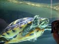 trachemys-scripta-troosti.html