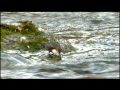 Vidéo du cincle plongeur ou merle d'eau (Cinclus cinclus) - Ruisseau Ger - Aspet - 31