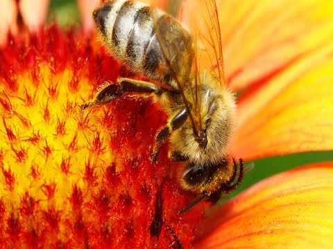 What are Seasonal Allergies? (Conditions AZ)