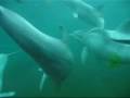 Live - dolphins cry