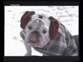 Silver Fox Coat with Hood