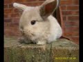Brown Bunny - Test Brown Bunny - Test