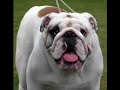 Kilmaurs Companion Dog Show 2006