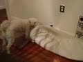 11/18/2008 The Pets at Night!  4049