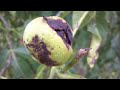 Macro Video - Samsung i8910