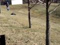 HPI Baja 5B - 