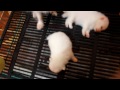 Click here to watch this video ปอมหมีขั้วโลกนอนหลับปุ๋ย by Emmy Gold#60 [HD]