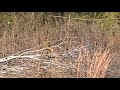 14 Acres-Hwy 59 North, Marshall, Texas