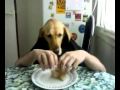 table trained dog
