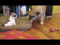 Puffy Pooferson the French Bulldog Puppy, 11 weeks old, and Rocky the English Bulldog