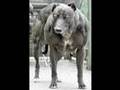 Worlds Strongest, Biggest, and Fattest dog (world record)