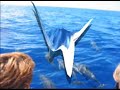 Kwajalein Dolphins