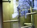 Monkeys at London Zoo