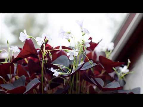 how to transplant oxalis