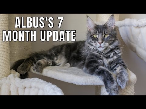 Maine Coon Albus's 7 Month Old Update