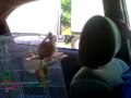 My Female Cockatiel Carmella On A Road Trip!