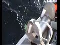 Big fish small lady Deep sea fishing lange