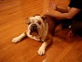 Bulldog Google SPA too