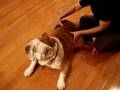 Bulldog Google SPA too
