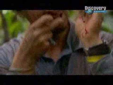 Hombre comiendo a una serpiente viva