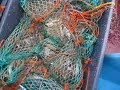 Snow Crab Fishing Pt.2
