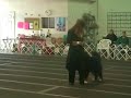 Coretta the Dancing Berner