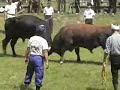 山古志の牛の角突き Classic 