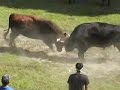 ????????? Classic \"yamakoshi usinotunotuki\"?Bullfighting? ????????? Classic \"yamakoshi usinotunotuki\"?Bullfighting?