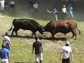 山古志の牛の角突き Classic 