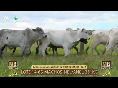 533� LEIL�O VIRTUAL MB LEIL�ES