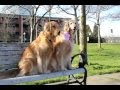 A Golden Retriever Love Story