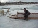 Sled Dogs Escape Home