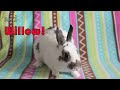 Rabbit