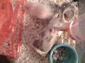 HAMSTERS رقص منزلي السنافر السنفور السوري