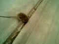 La raita pucp