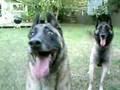 Pastor Belga Malinois video