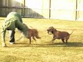 Pit Bulls