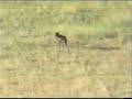 Wolf Spotted in Eastern Oregon
