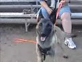 Nexxus du Dantero - Belgian Malinois
