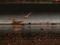 cichla Orinocensis fry 16days old