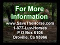 Norcal Equine Rescue Saves Horses