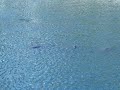 Apollo Beach Manatee Viewing Center