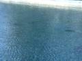 videos de Apollo Beach Manatee Viewing Center